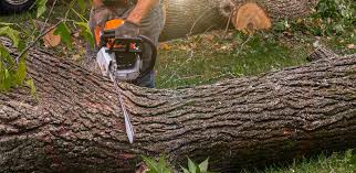 How Our Tree Care Process Works  in  Denver City, TX
