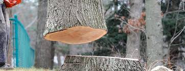 Reliable Denver City, TX Tree Removal Solutions