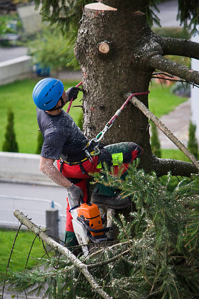 Best Leaf Removal  in Denver City, TX
