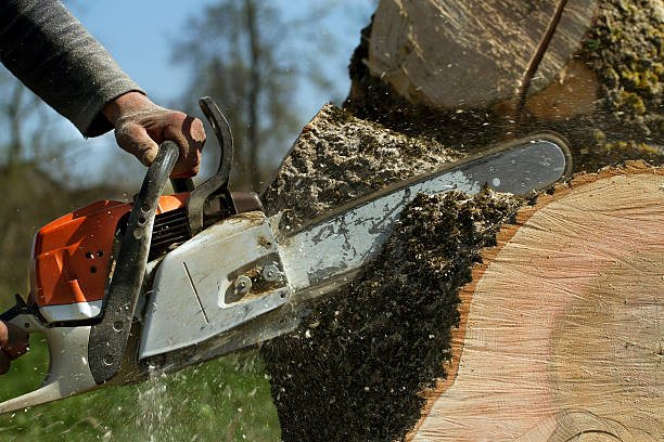 Best Stump Grinding and Removal  in Denver City, TX